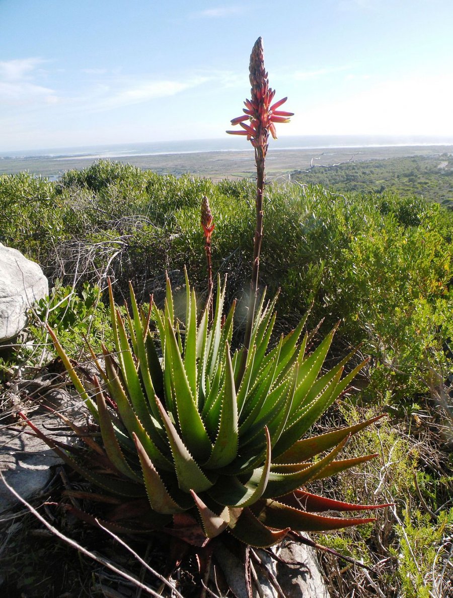 Fynbos Aloe