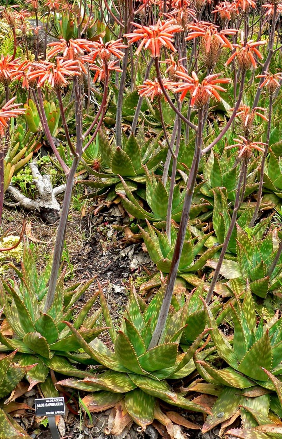 Soap Aloe