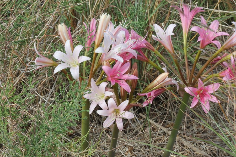 Malgas lily