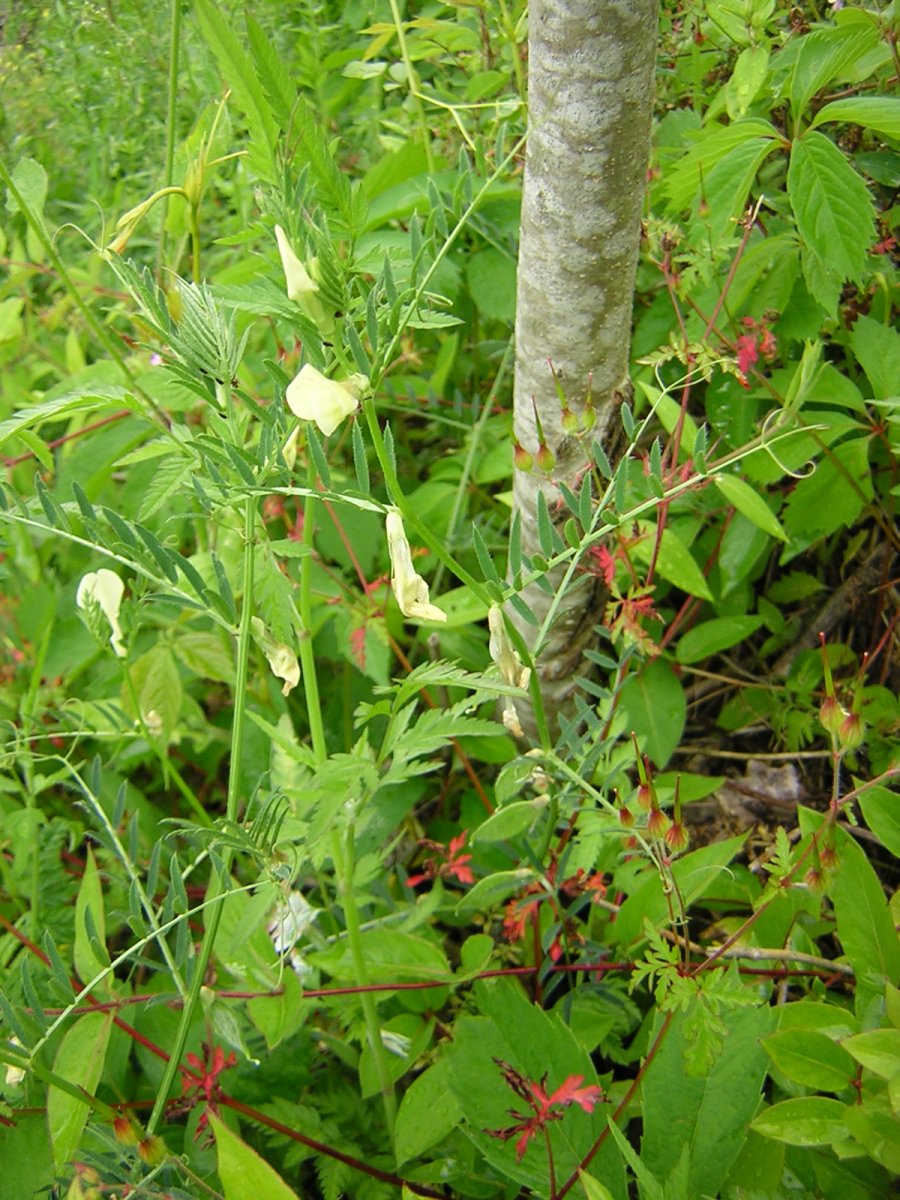 yellow vetch