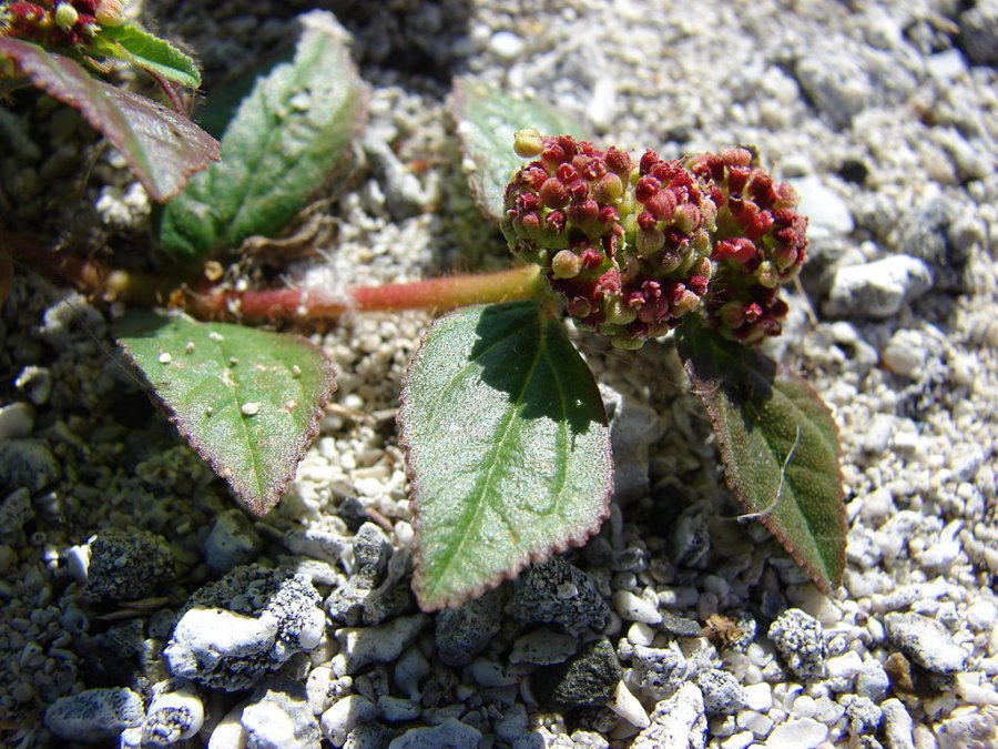 hairy spurge