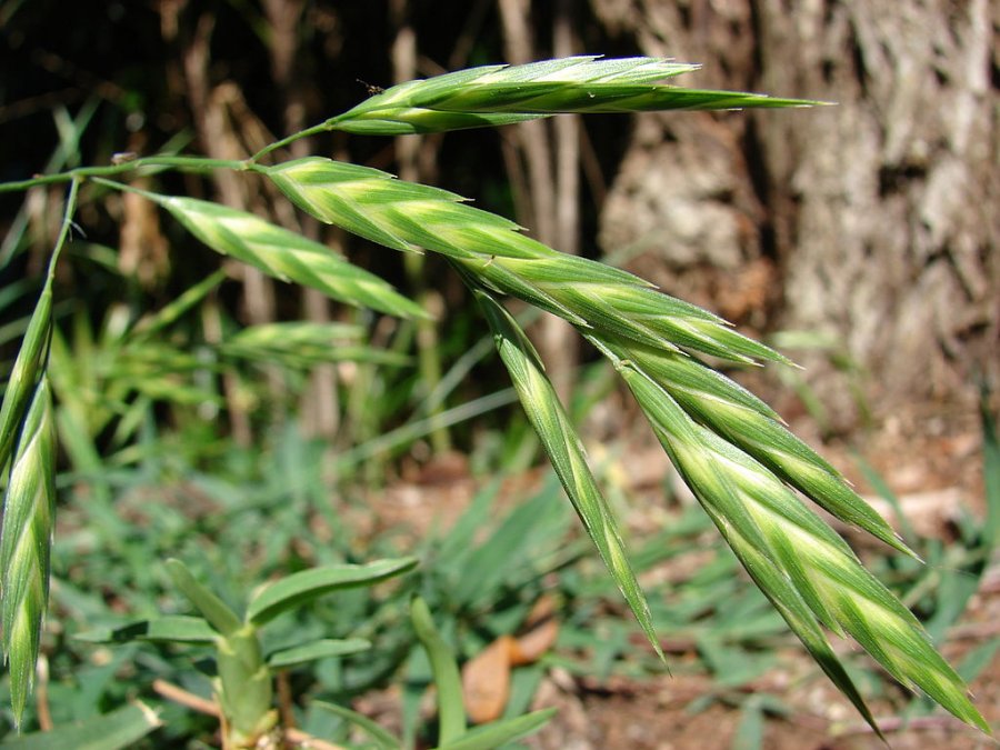 Rescue grass