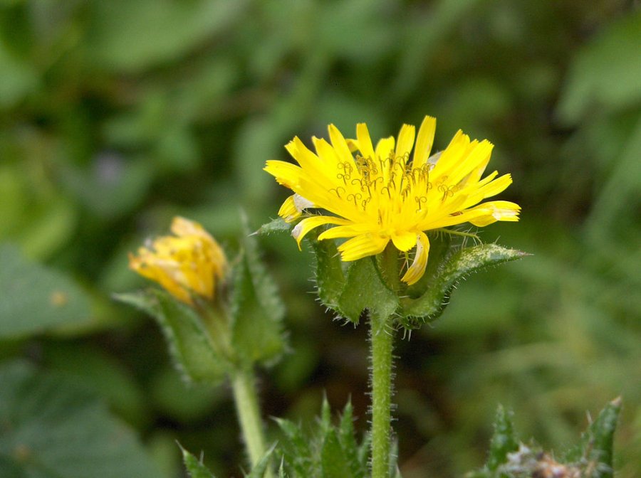 bristly oxtongue