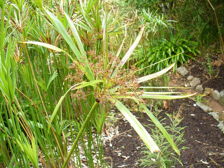 Umbrella sedge