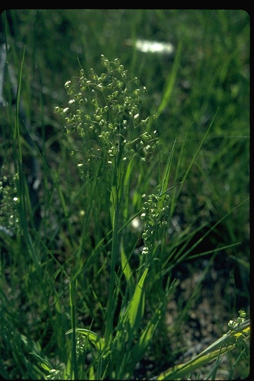 Small quaking grass