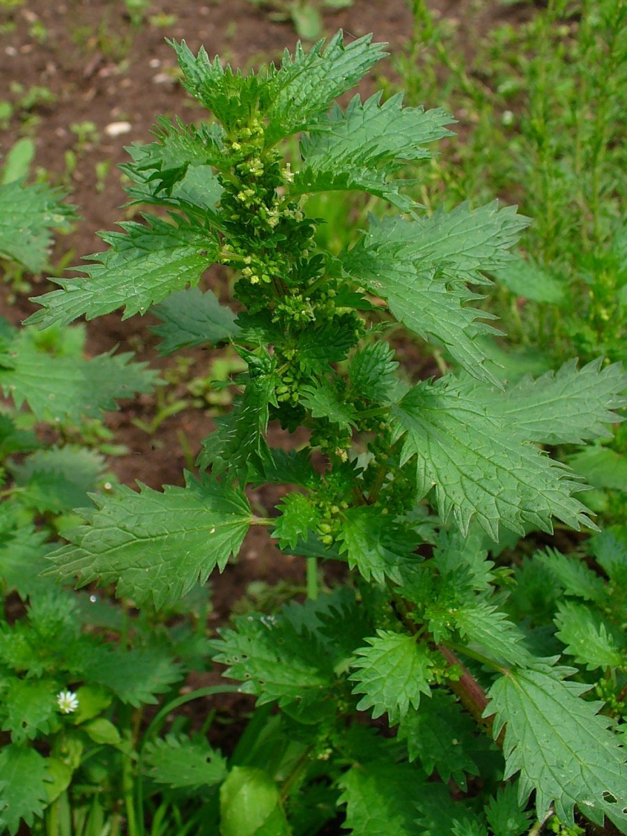 Small nettle