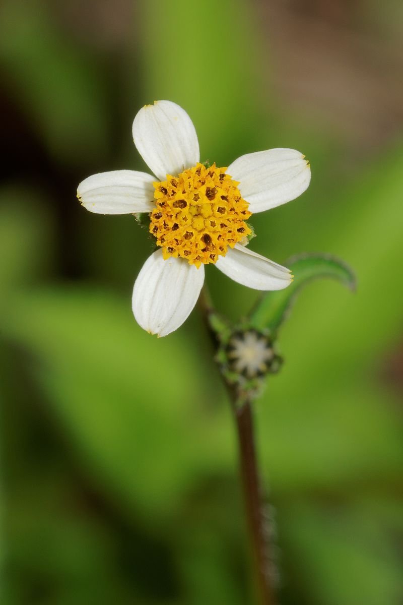 Common Blackjack