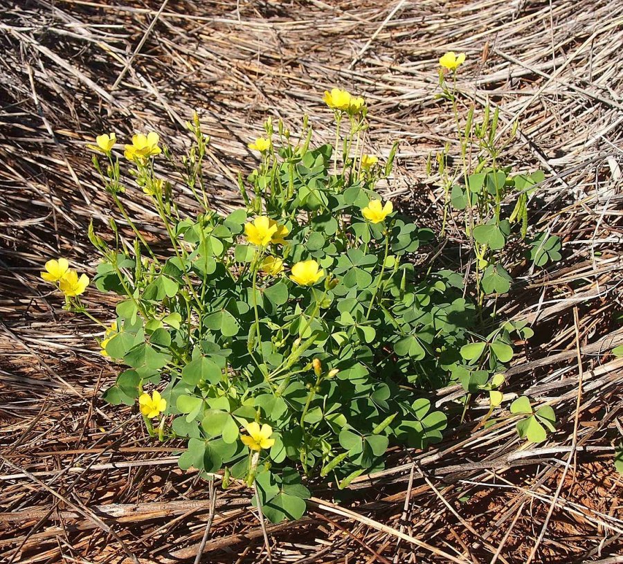 Creeping Sorrel