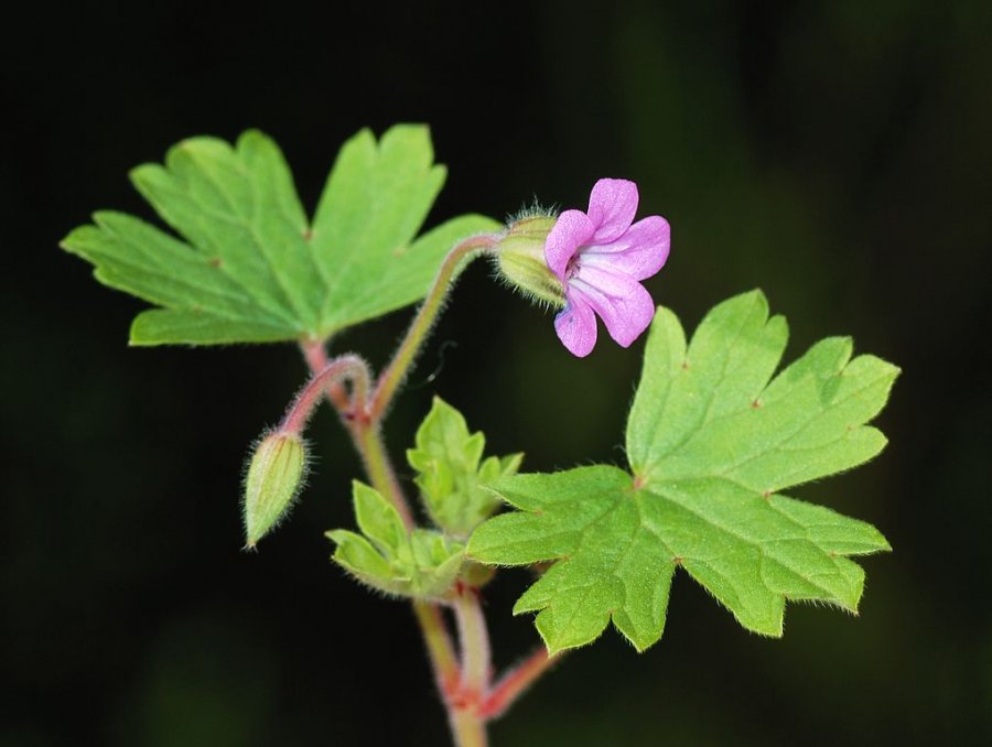 Round leaf Geranium