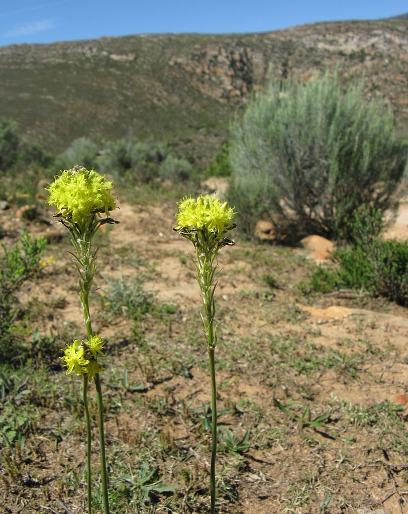 Bulbine lagopus