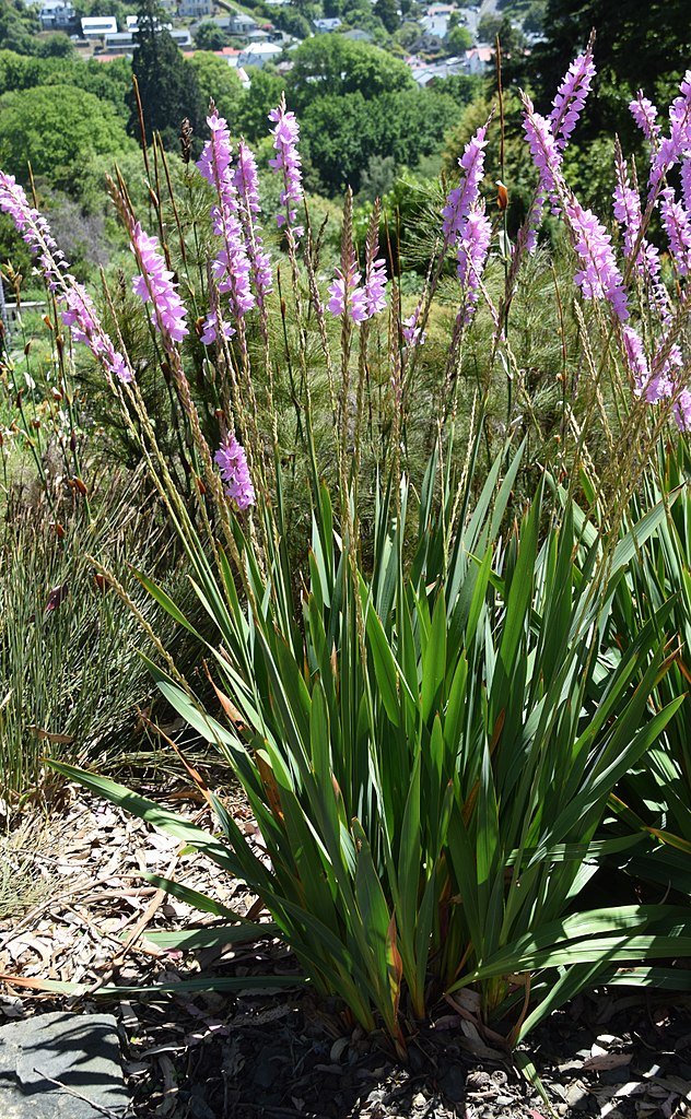 Broad-leaf watsonia