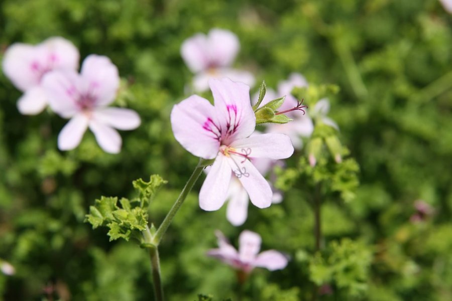 lemon-scented pelargonium