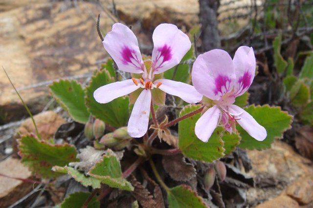 Pelargonium ovale