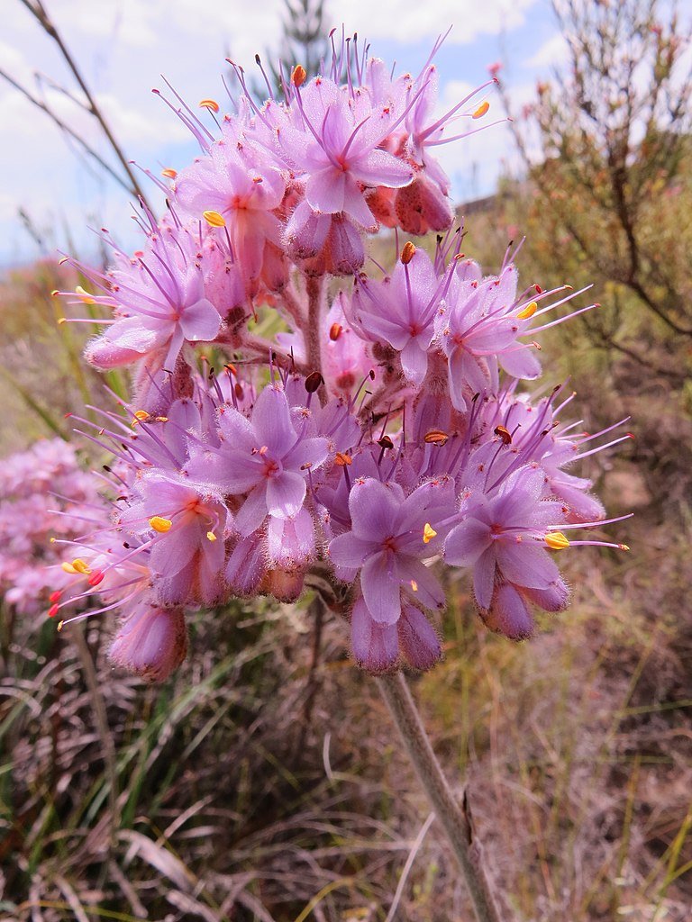 Dilatris ixioides 