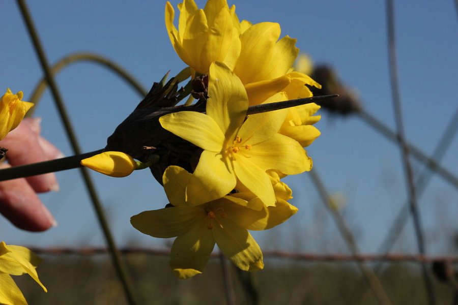 Bobartia orientalis