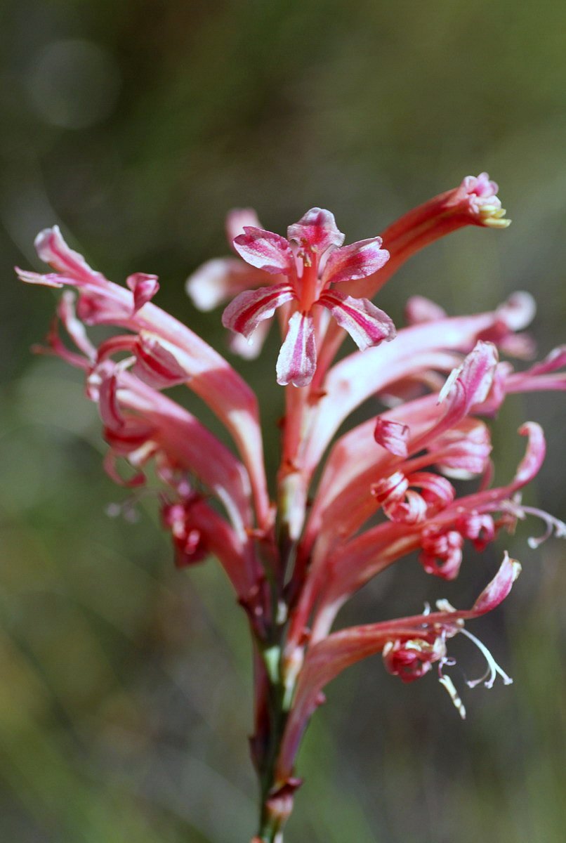 Tritoniopsis antholyza