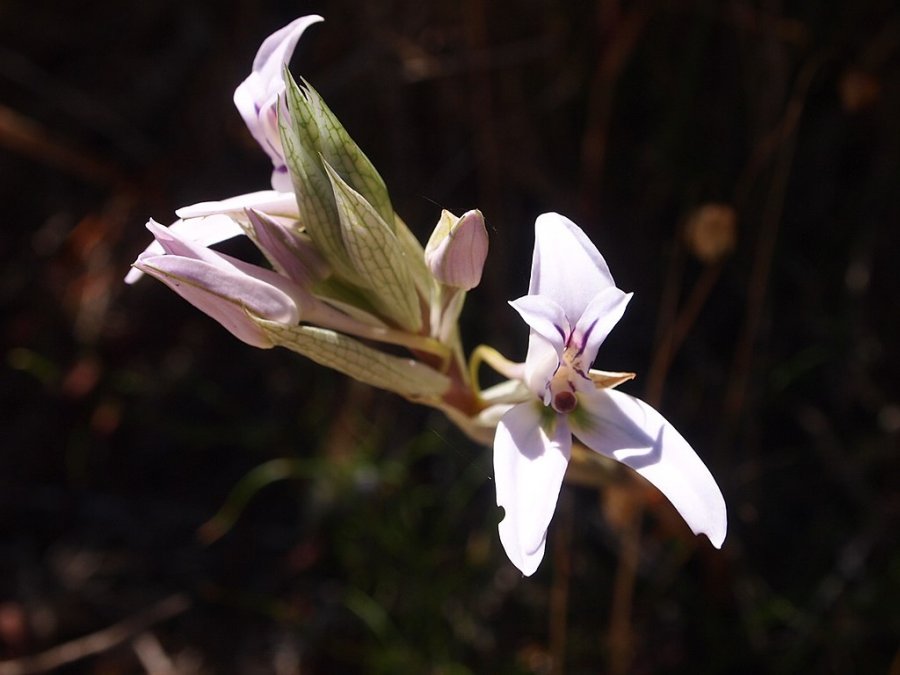 Lilac disa