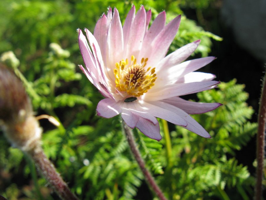 Wild anemone