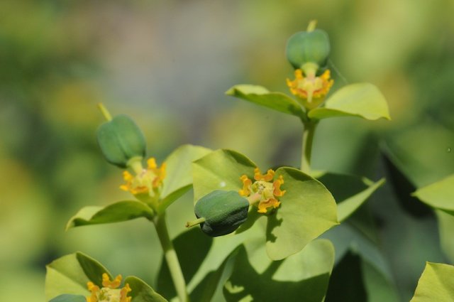 Milkweed