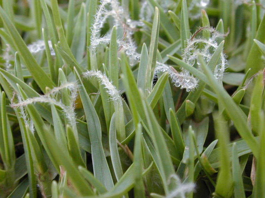 Kikuyu grass