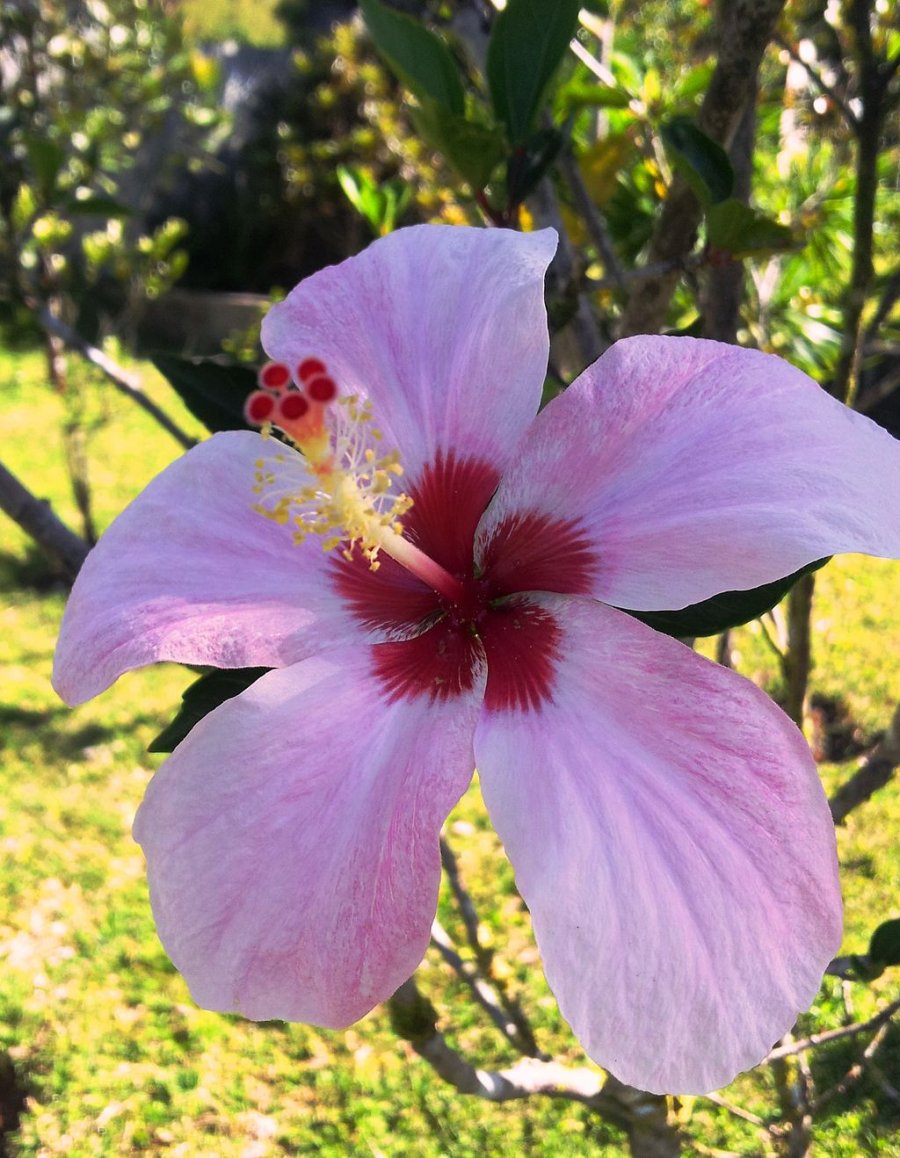 Hibiscus