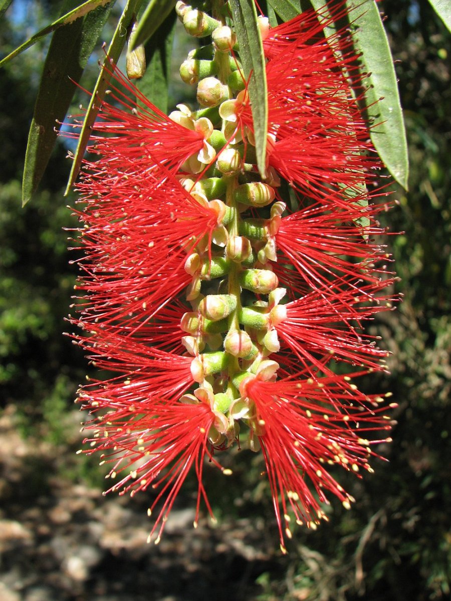 Bottlebrush