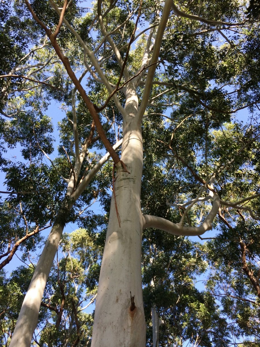 Bluegum