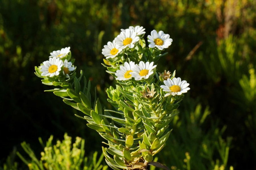 Swamp daisy