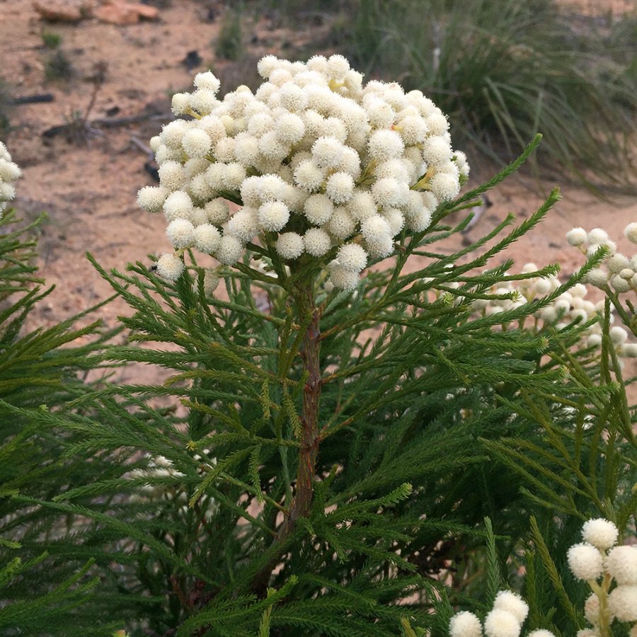 Common button bush