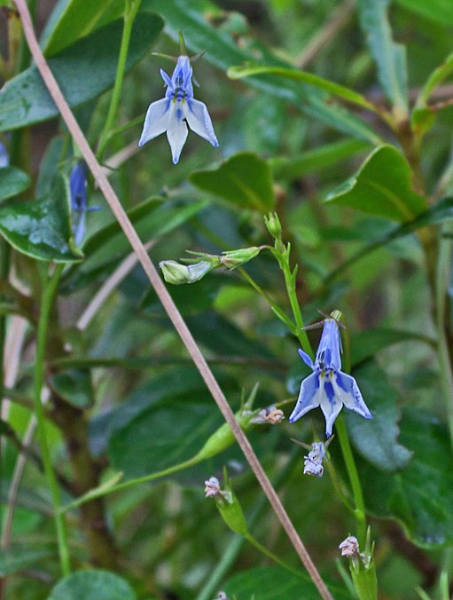 Water Lobelia