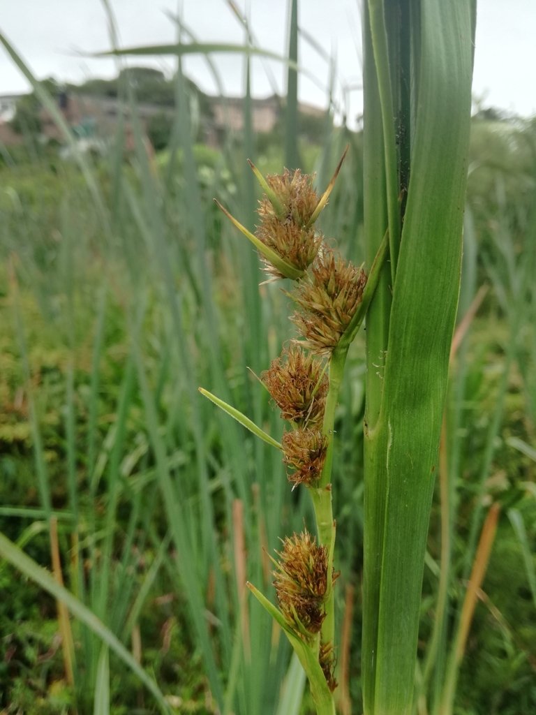 Carpha glomerata