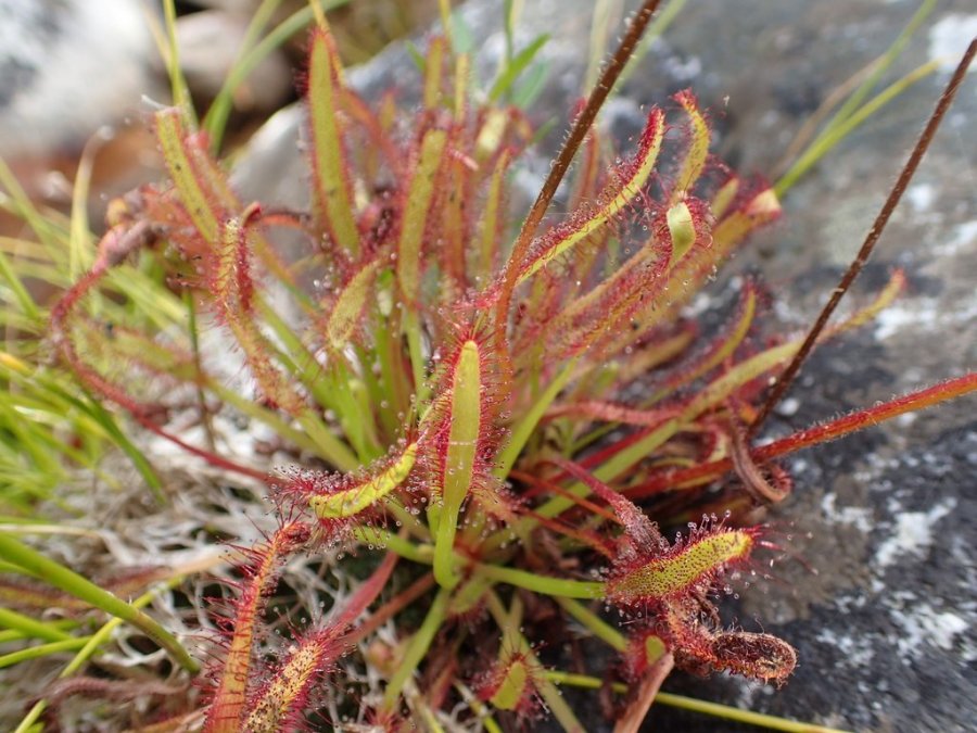 Cape Sundew