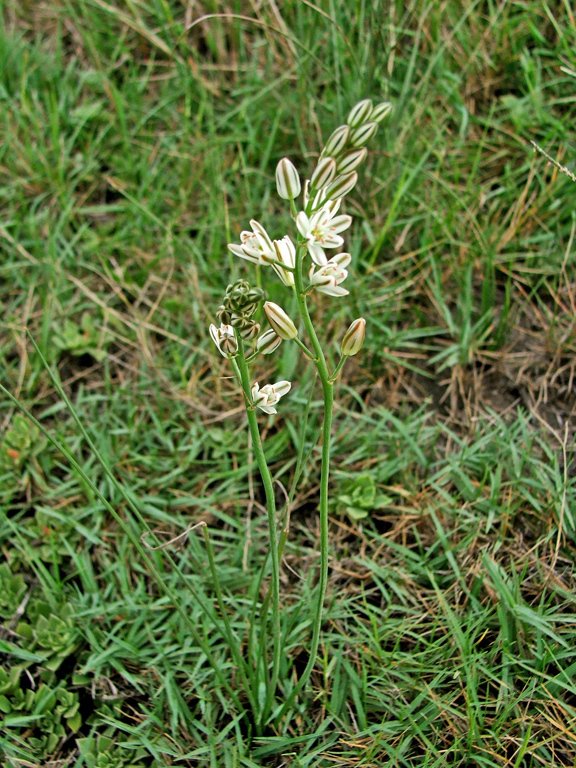 Ornithogalum graminifolium