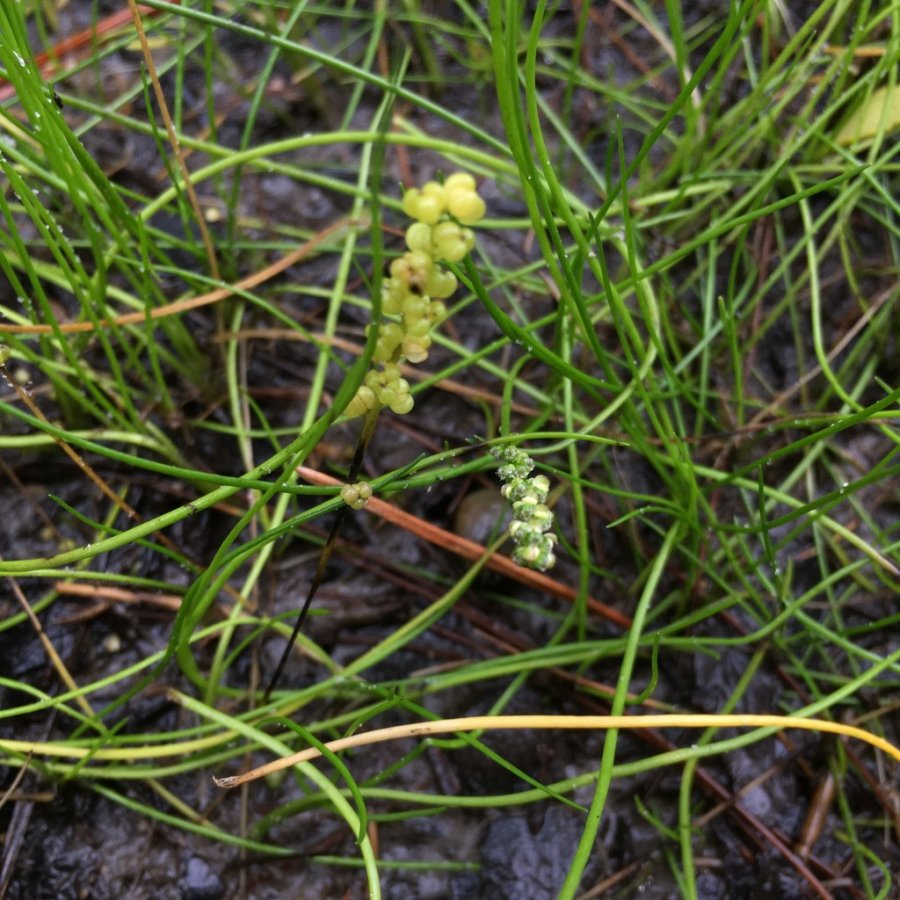 Streaked Arrow-grass