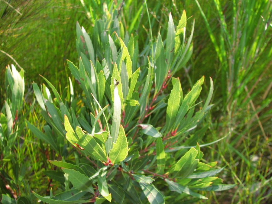 Lance-leaf waxberry