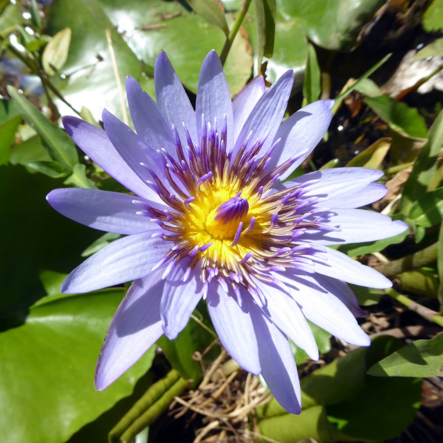 Cape blue waterlily