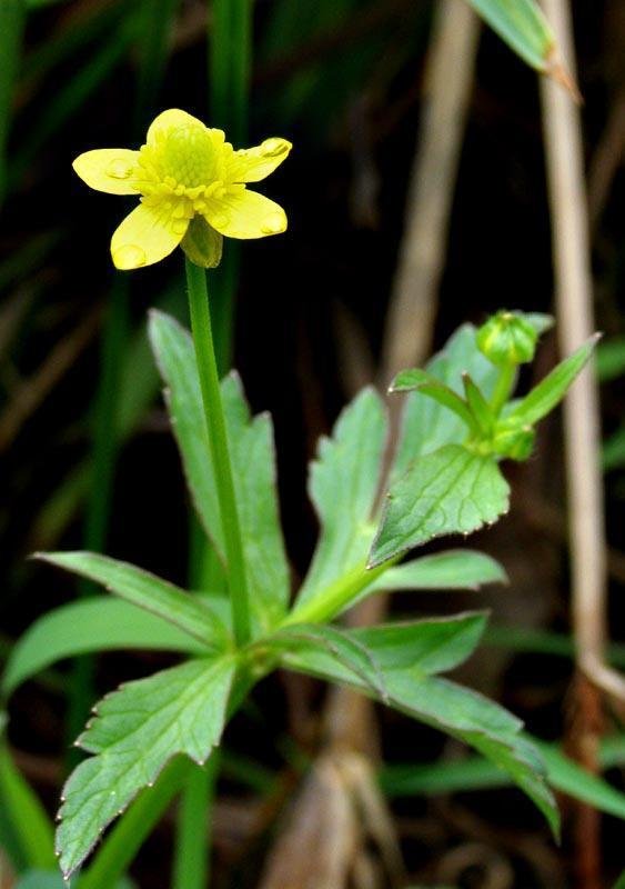 Common buttercup