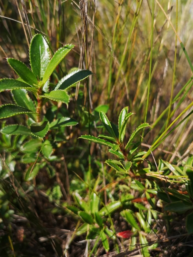 Glossy cliffortia