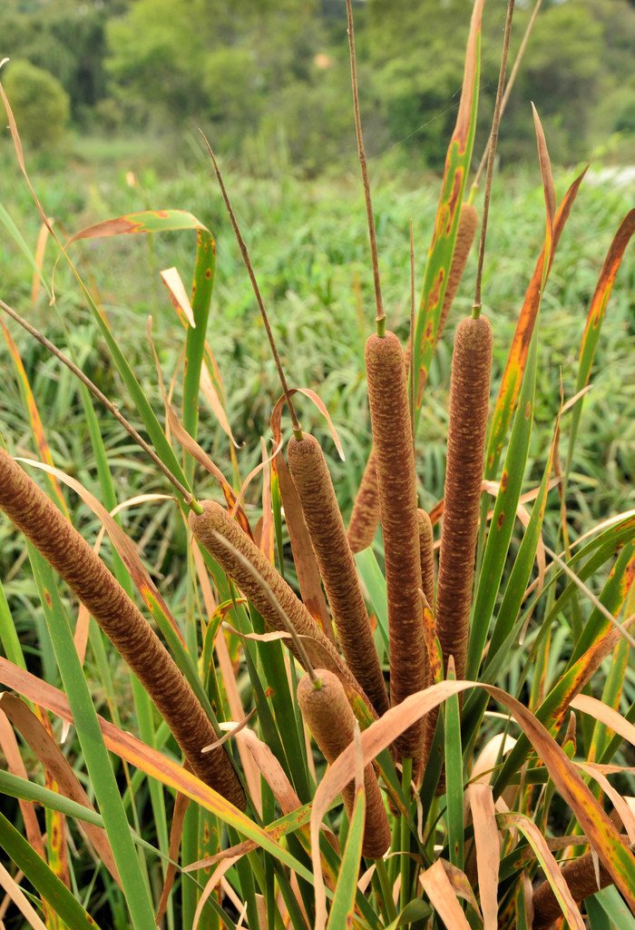 Bulrush