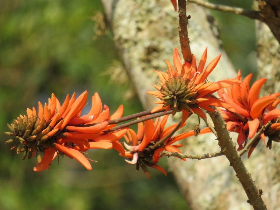 Common coral tree