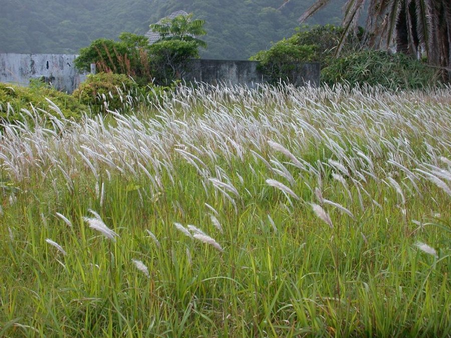 Sword grass