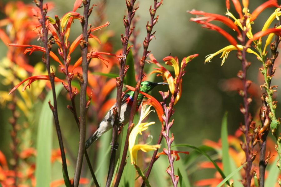 Red-and-green cobra lily