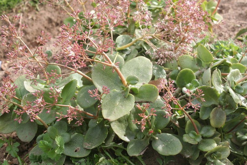 Fairy crassula