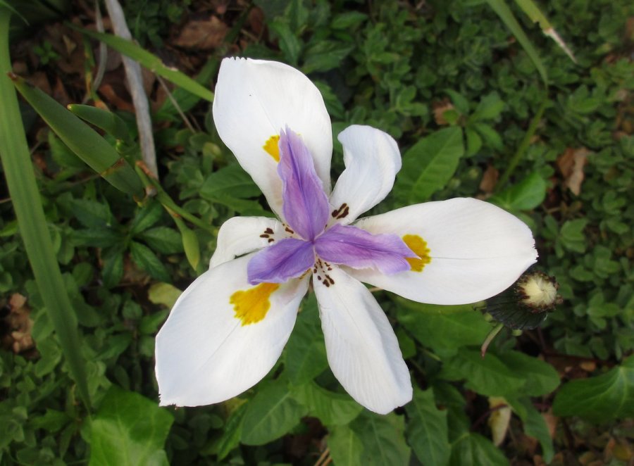 Large wild iris