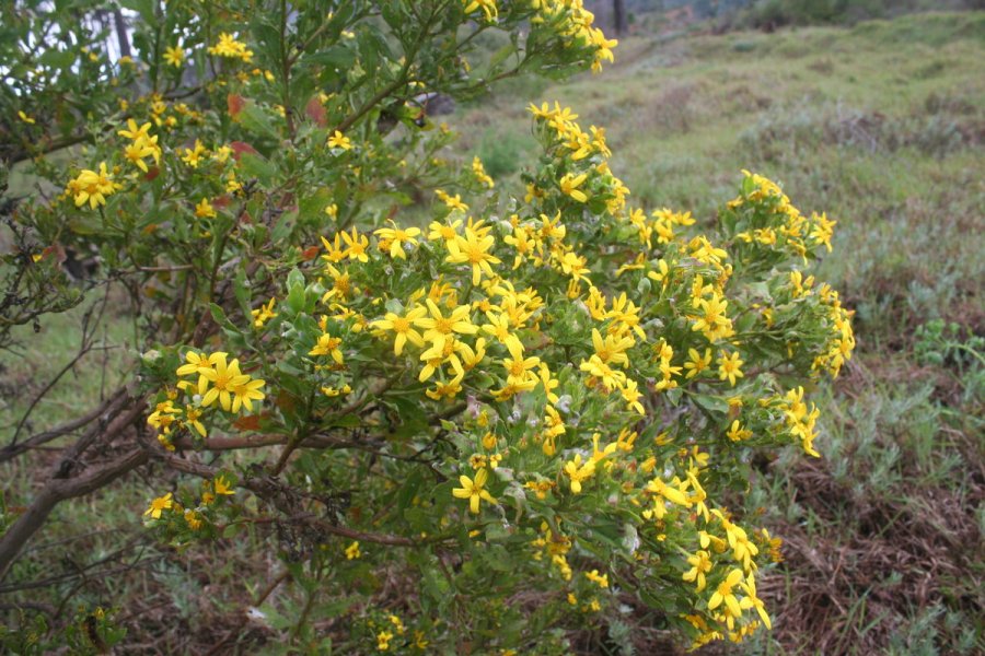 Golden euryops