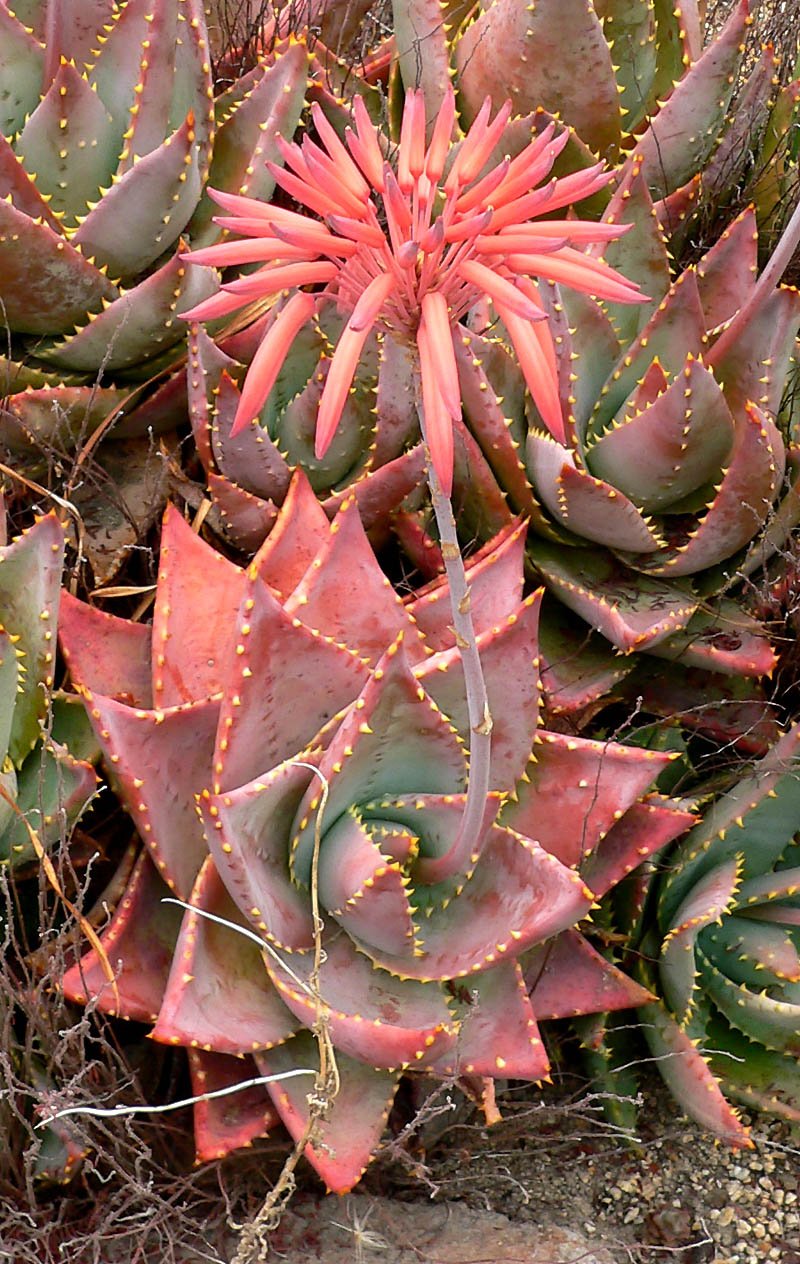 Rubble Aloe