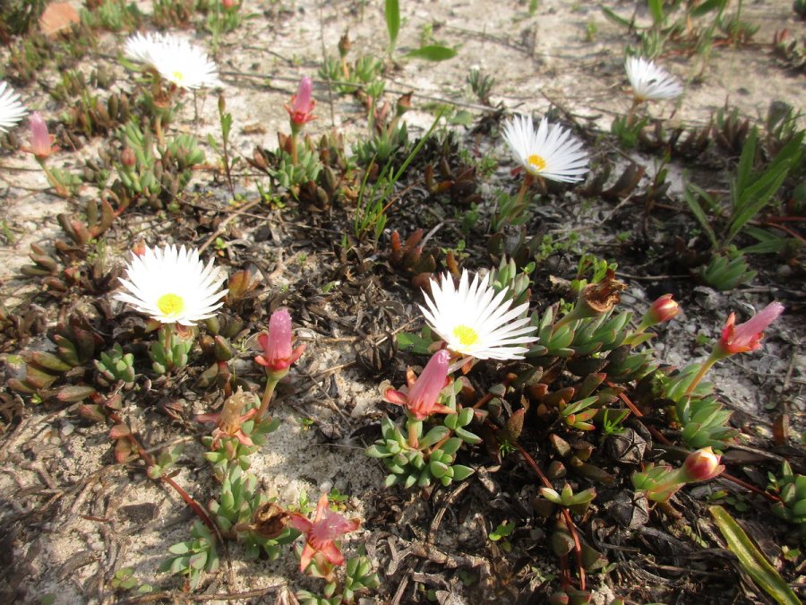 Bicoloured lampranthus