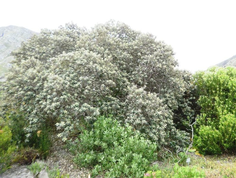 Camphor bush