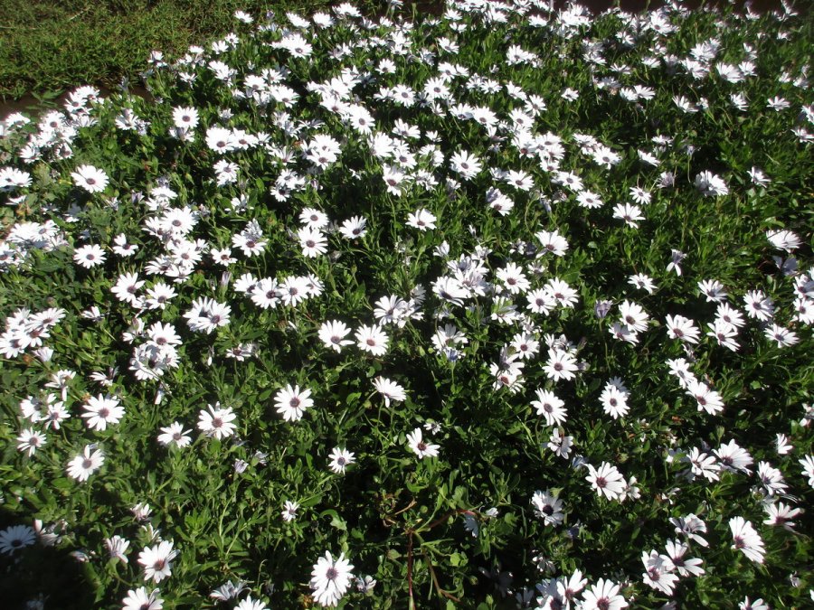 Cape marguerite