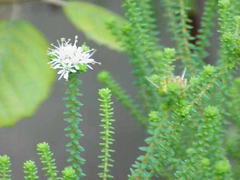 Communitree - Garlic buchu